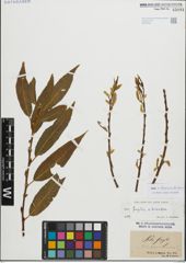 Foto von Salix fragilis L. x Salix triandra L.